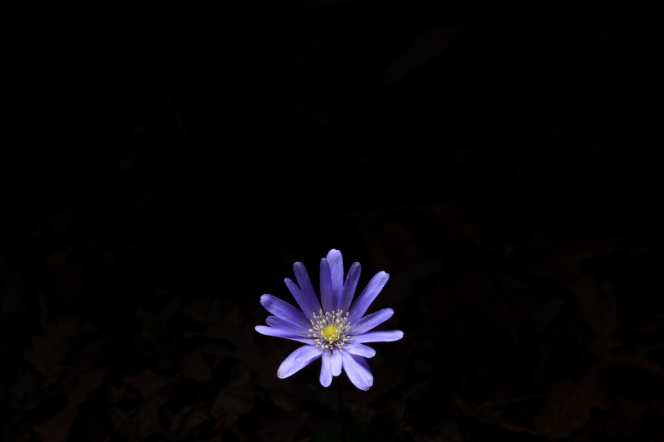 Purple summer stamen