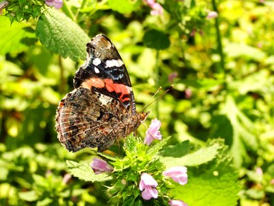 Butterfly day leaf garden