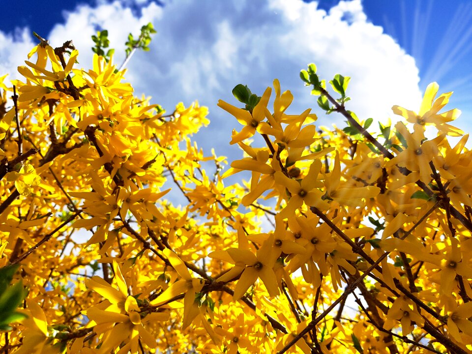 Gold lilac golden bells blossom