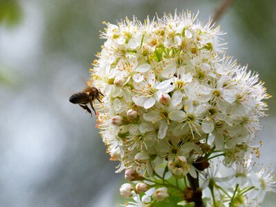Bee libar nature photo