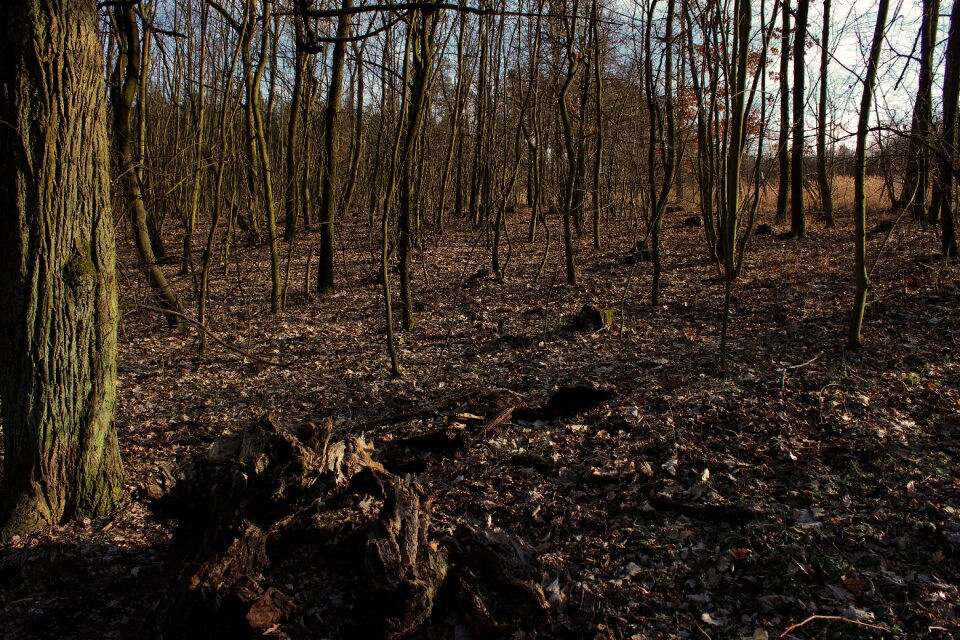 Trees landscape spring