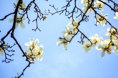 Magnolia season plant photo