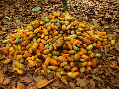 Cocoa pará agriculture