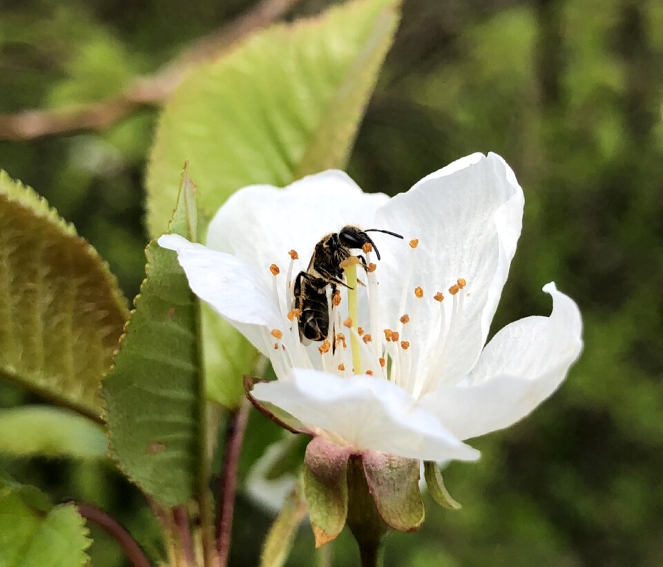 Blossom bloom bee