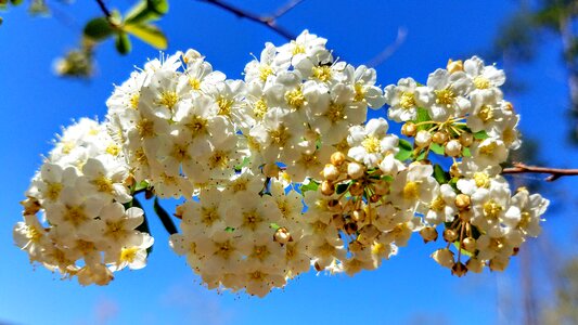 Cherry branch