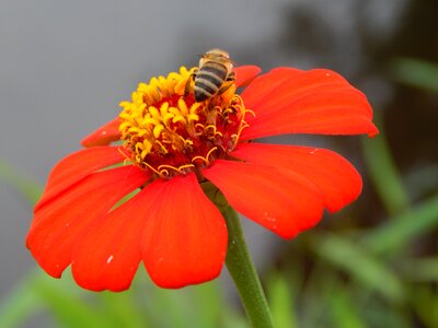 Summer plant bee photo