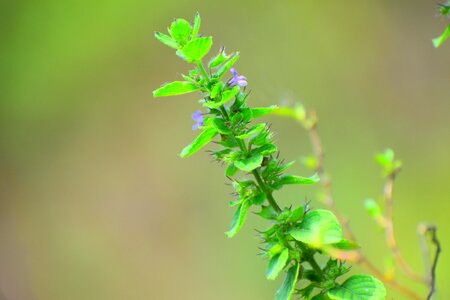 Growth freshness