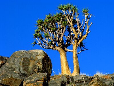 Landscape outdoors flora