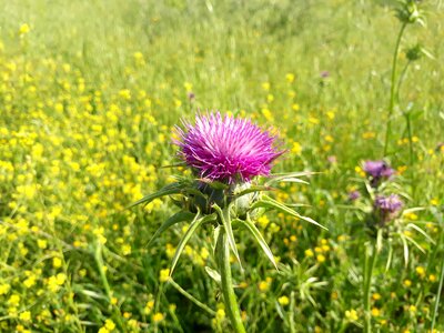 Haymaking plant silybum