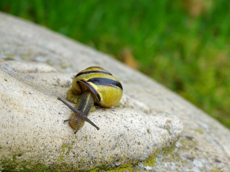 View casing mollusk