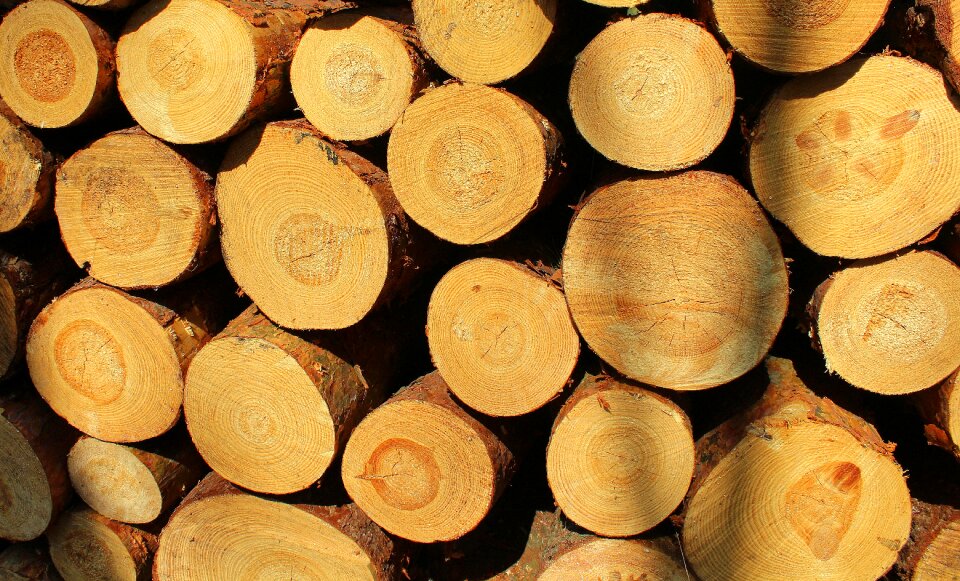 Cross section lumber slice