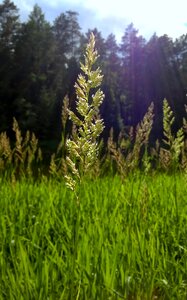 Grass plant kolos