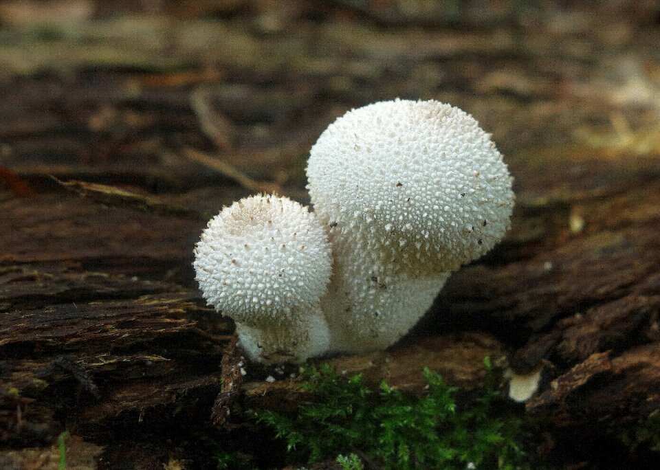 Nature moss wood