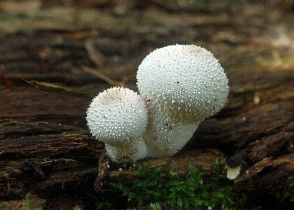 Nature moss wood