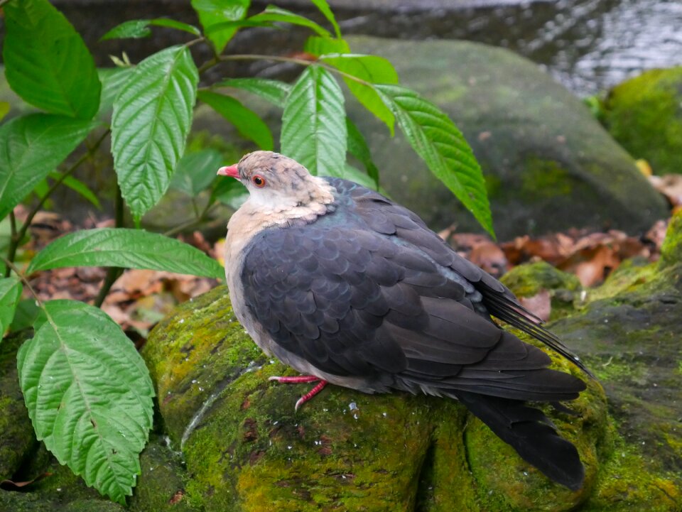 Wildlife animal natural