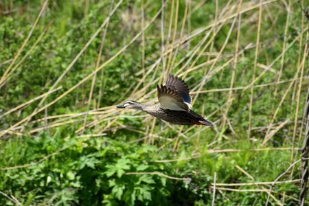 Grass wood bird