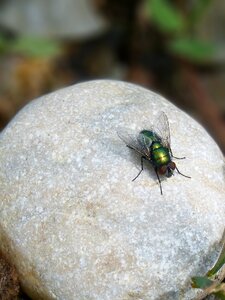 Iridescent fly fly vironera photo