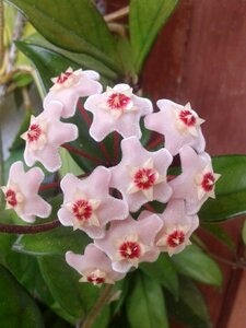 Flower nature flora
