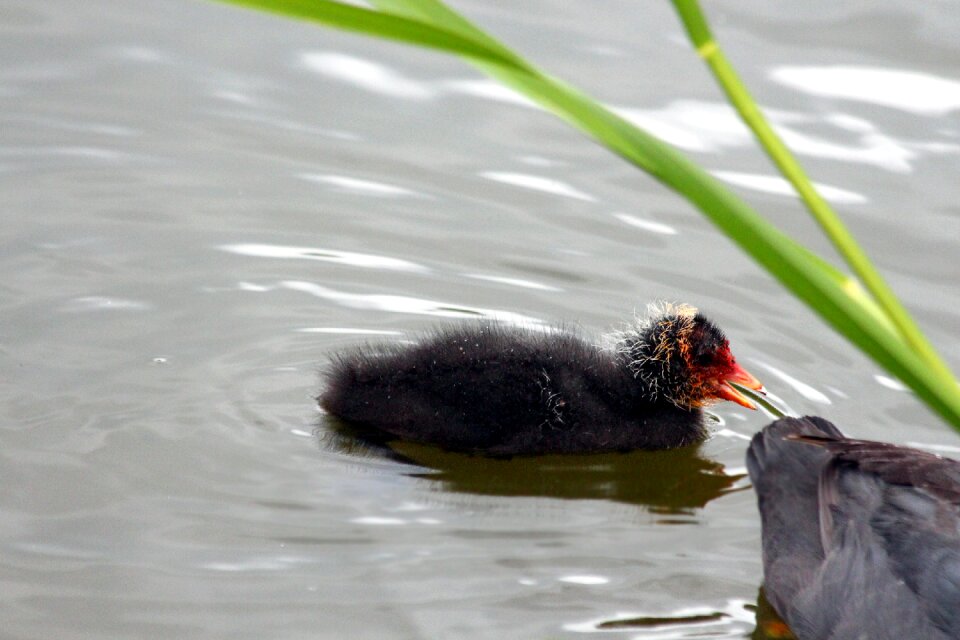 Fulica atra pond water photo