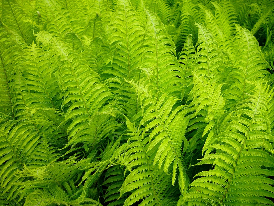Nature green landscape