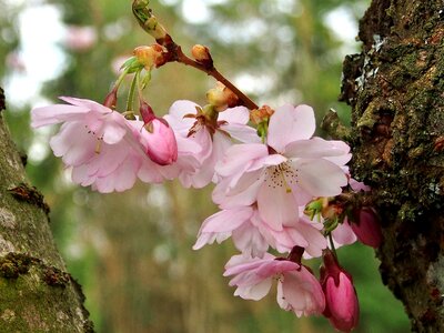 Japanese cherry flower fullness pink photo