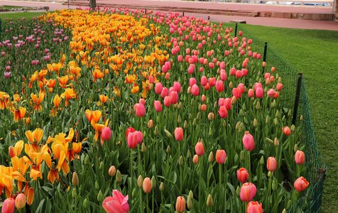 Field plant garden