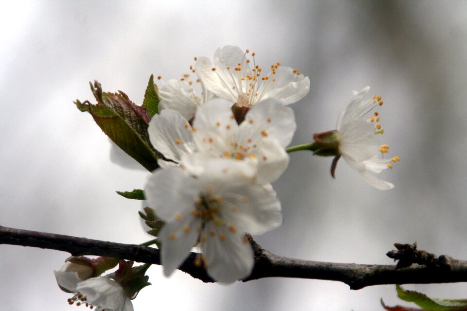 Tree season bud