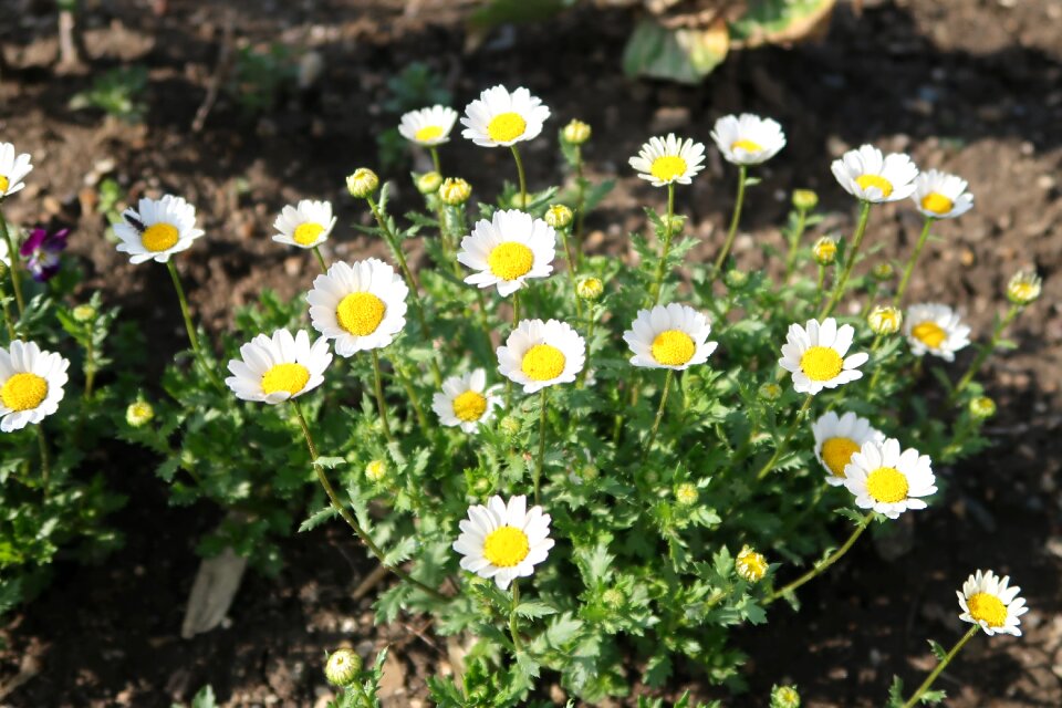 Spring white outdoors