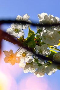 Wood branch leaf plants photo