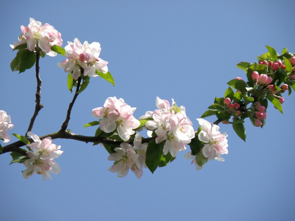 Tree flora springtime