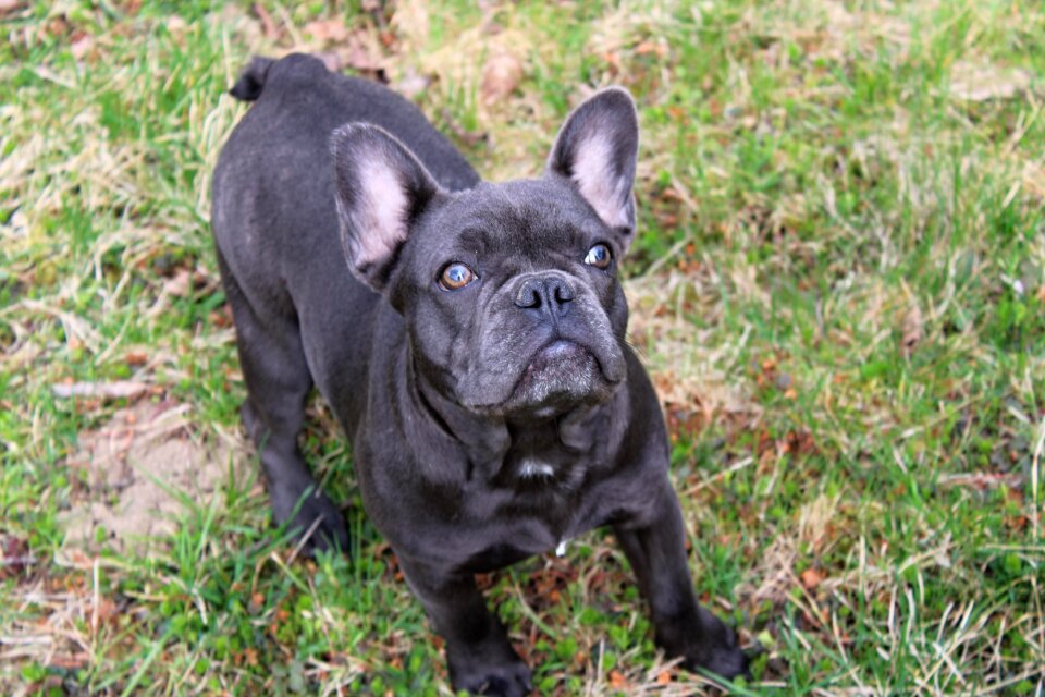 French bulldog puppy pet