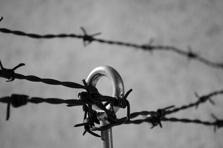 Wire fence freedom