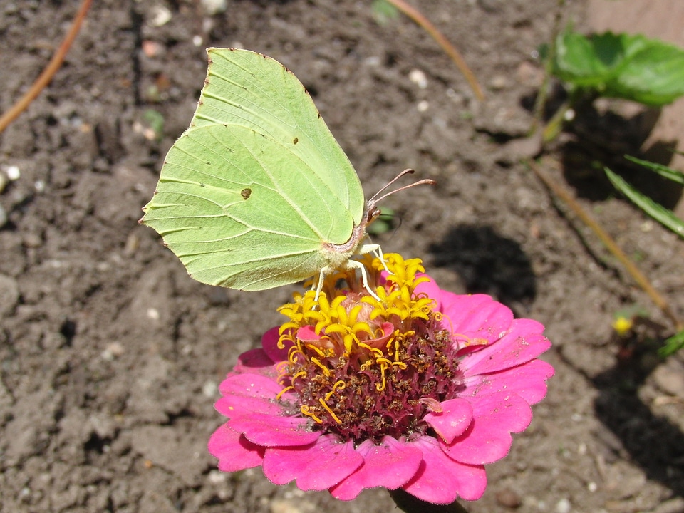 Insect animal nature