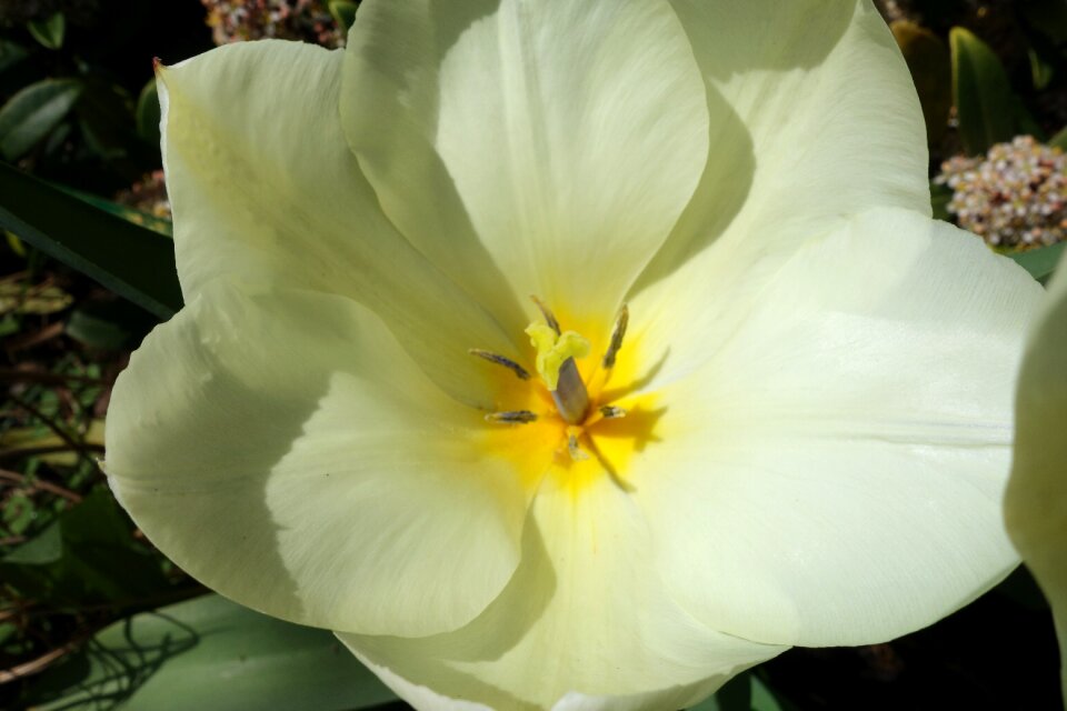 Garden petal tulip