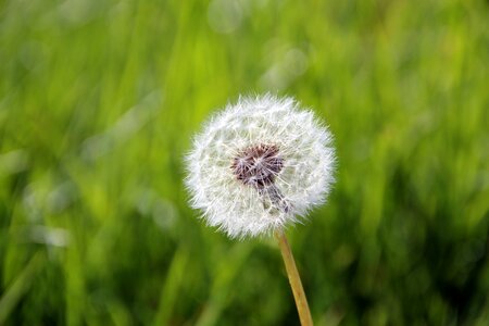 Nature grass summer