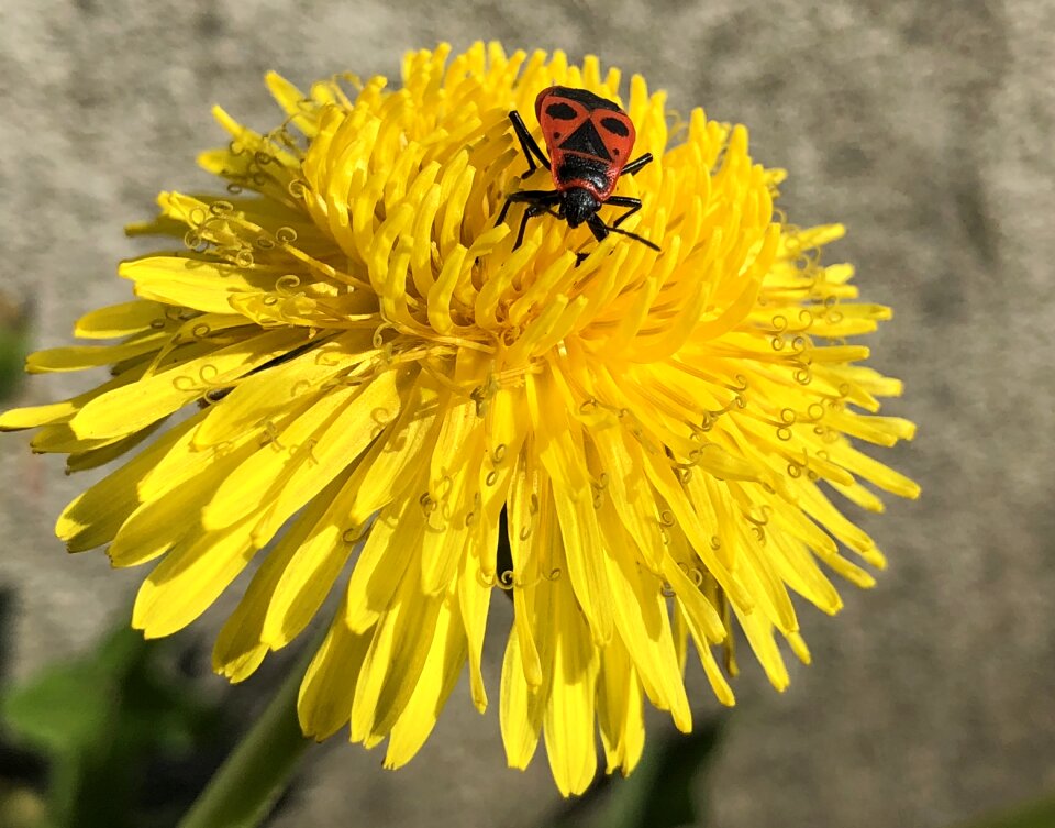 Flower plant beetle