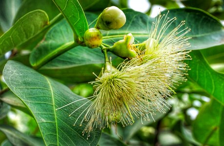 Flower leaf nature photo