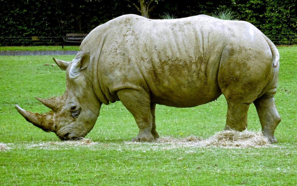 Wildlife mammal zoo