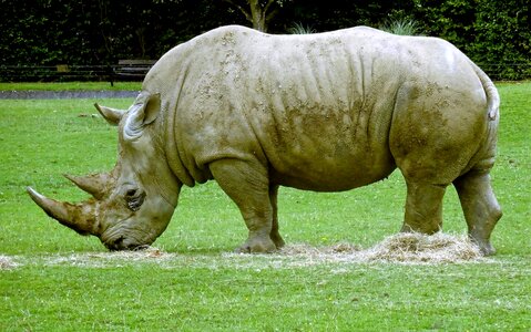 Wildlife mammal zoo