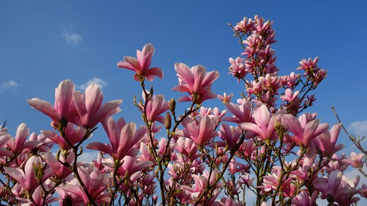 Nature plant season