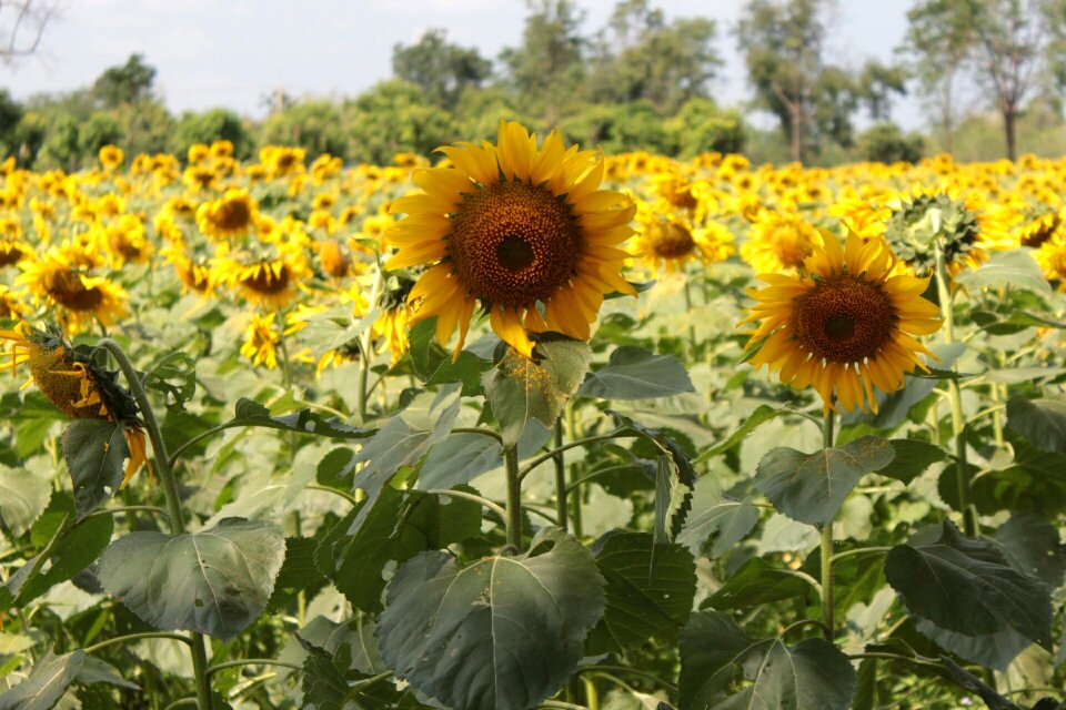 Summer field agriculture