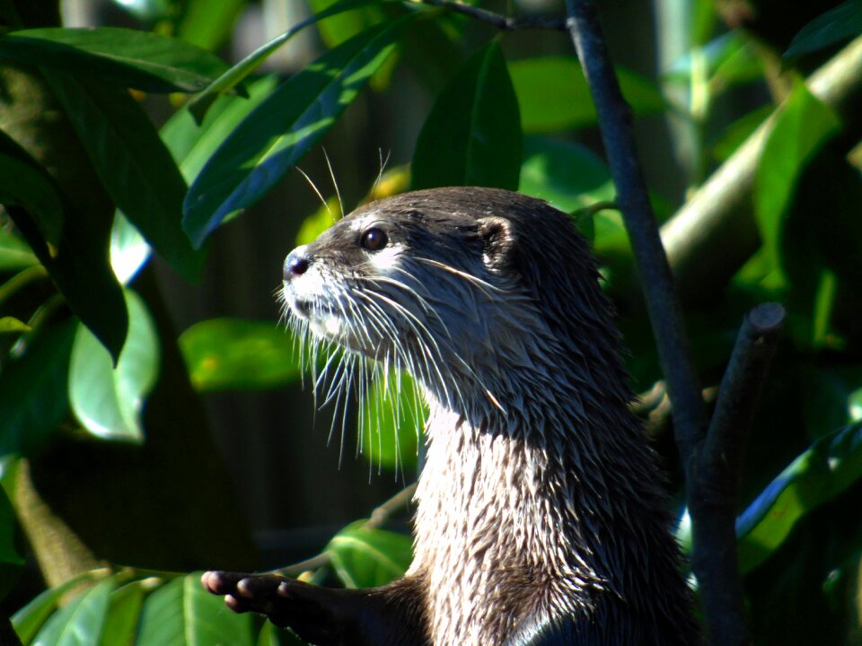 Outdoors mammal otter