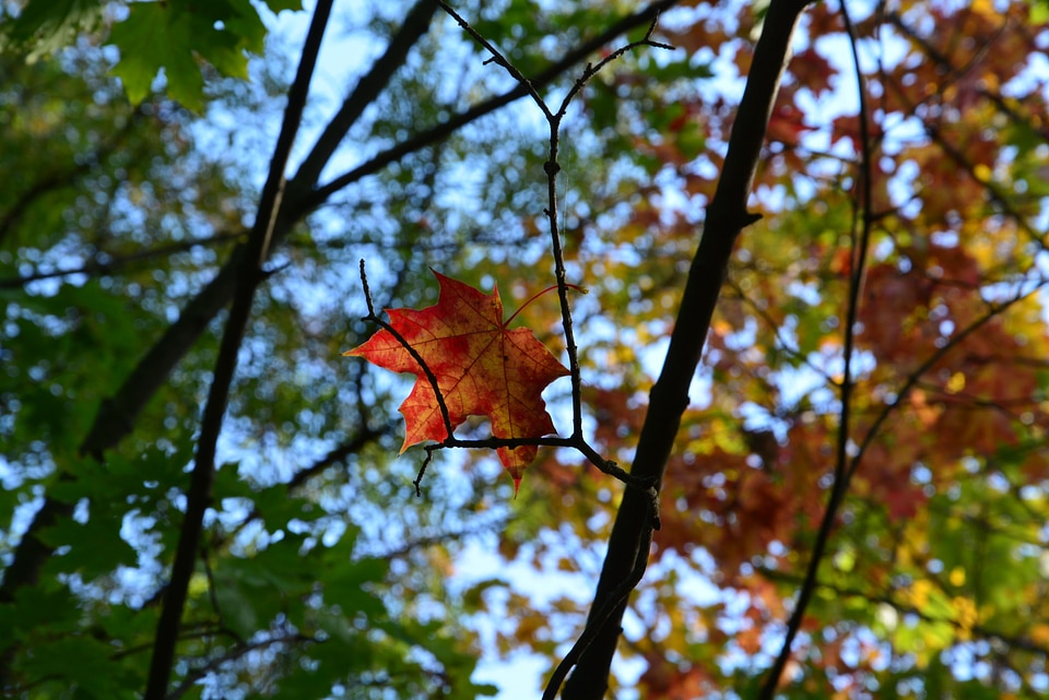 Foliage trees fennakadva