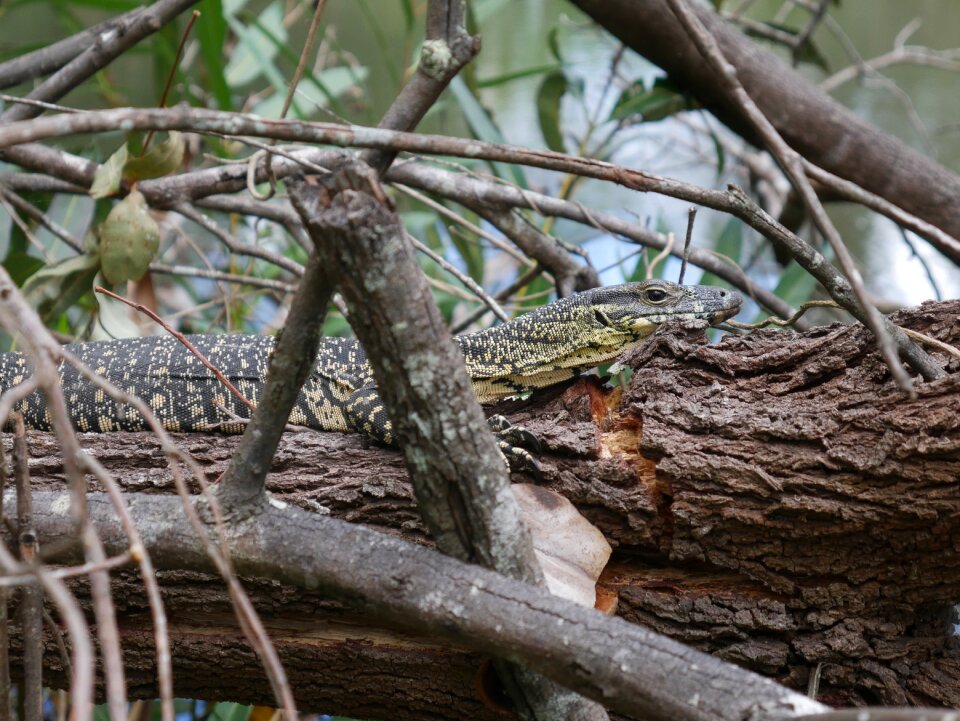Nature reptile animal