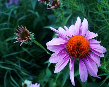 Summer garden petal photo