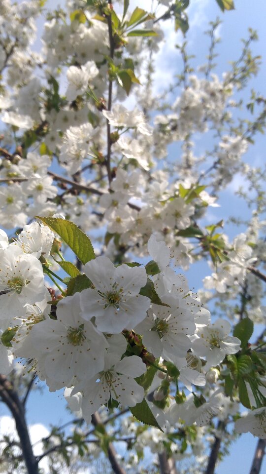 Cherry season nature photo