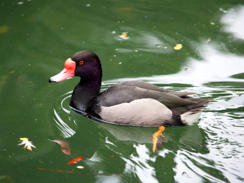 Pool lake wildlife