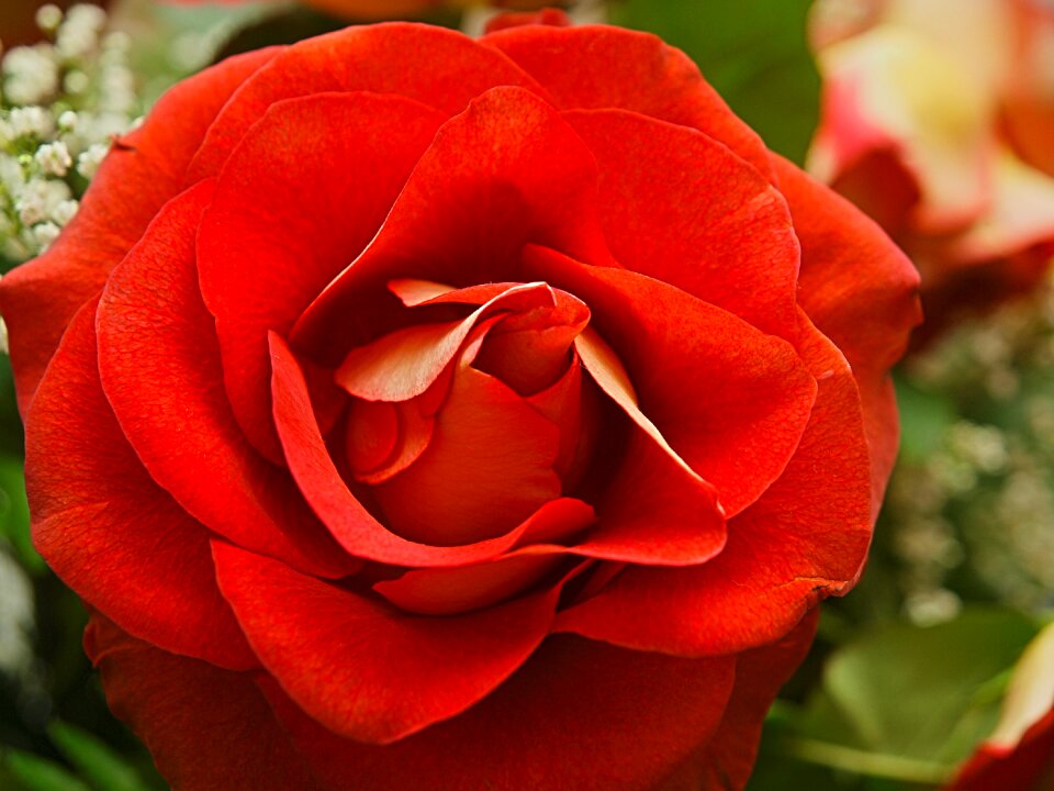Nature love romance