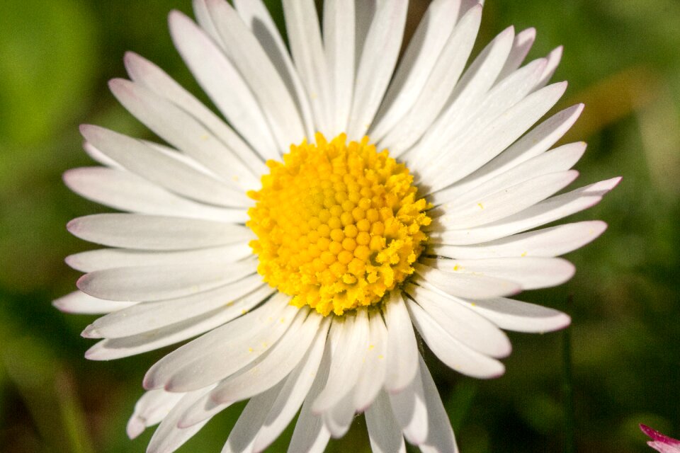Summer close up daisy