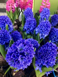 Violet-blue flowers pink flowers an ornamental flower